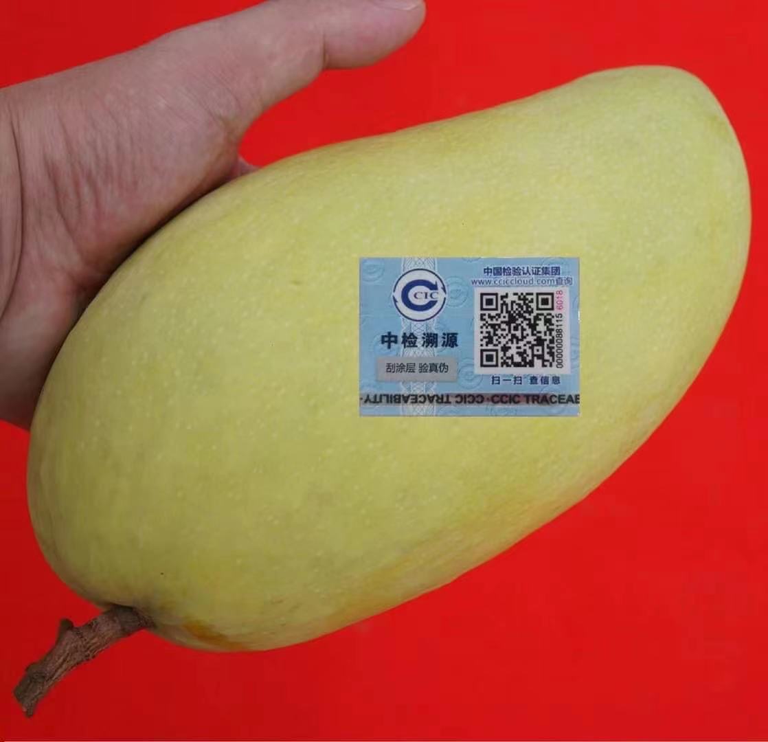 Import Cambodia MANGO Sanitary and Phytosanitary